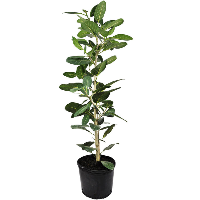ficus audrey entretien FICUS AUDREY – Centre Jardin Cloutier