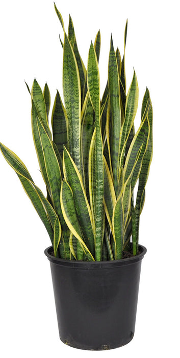 sansevieria arrosage SANSEVIERIA LAURENTII – Centre Jardin Cloutier