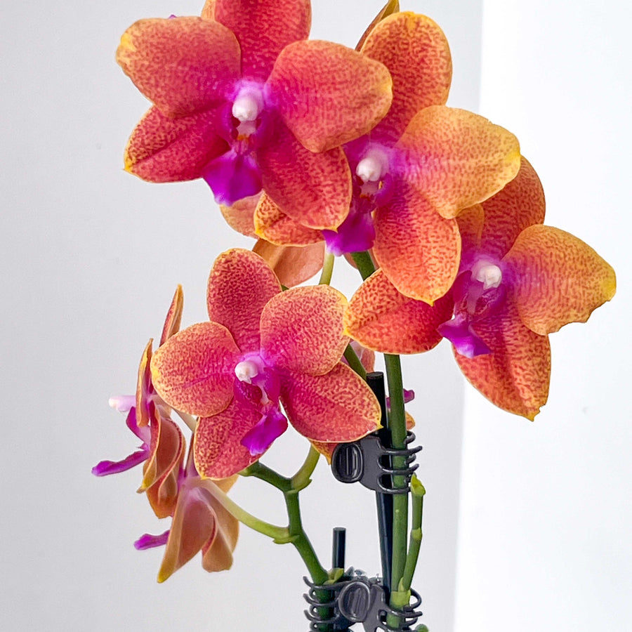 PHALAENOPSIS