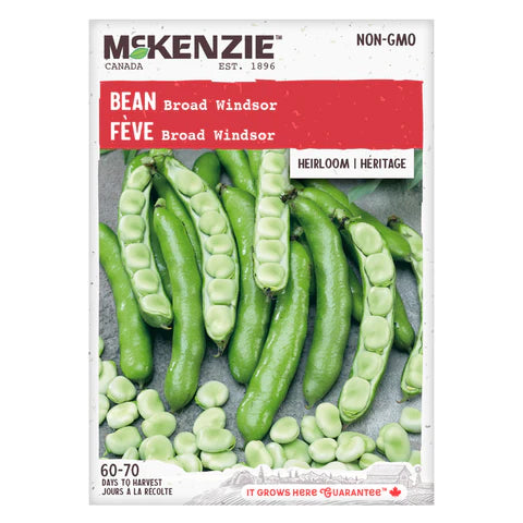 VEGETABLE SEEDS: BROAD BEAN - BROAD WINDSOR