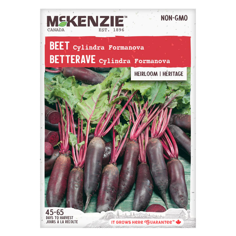 VEGETABLE SEEDS: BEET - CYLINDRA FORMANOVA