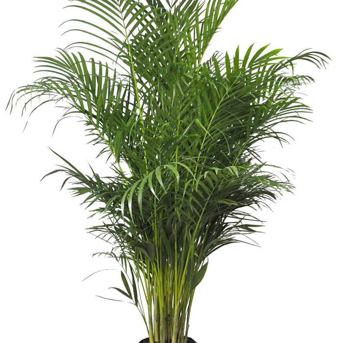 PALMIER ARECA