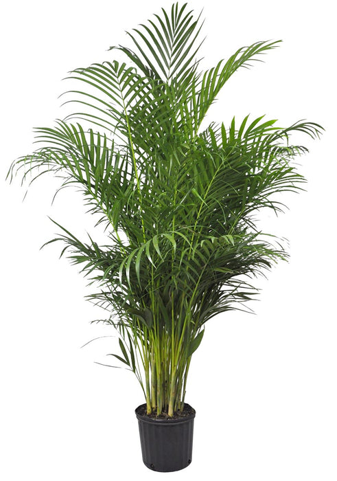 PALMIER ARECA