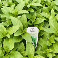 MENTHE - POIVREE