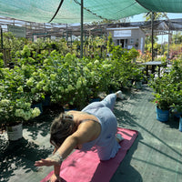 YOGA PARMI LES PLANTES