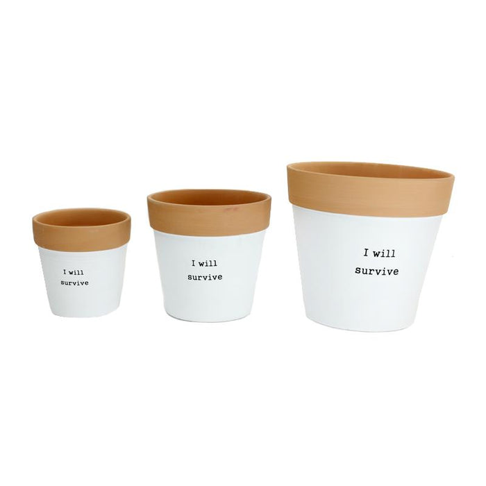 CACHE POT - "I WILL SURVIVE"
