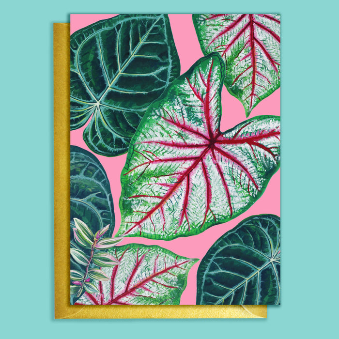 CARTE DE VOEUX - PLANTE D`INTERIEUR ROSE