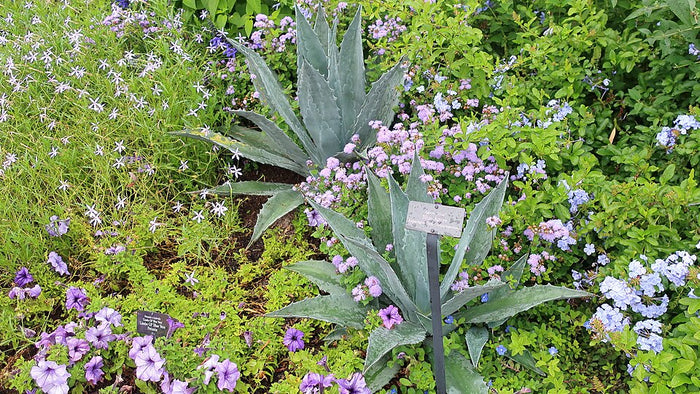 PÉTUNIA SIMPLE - BLEU VEINE