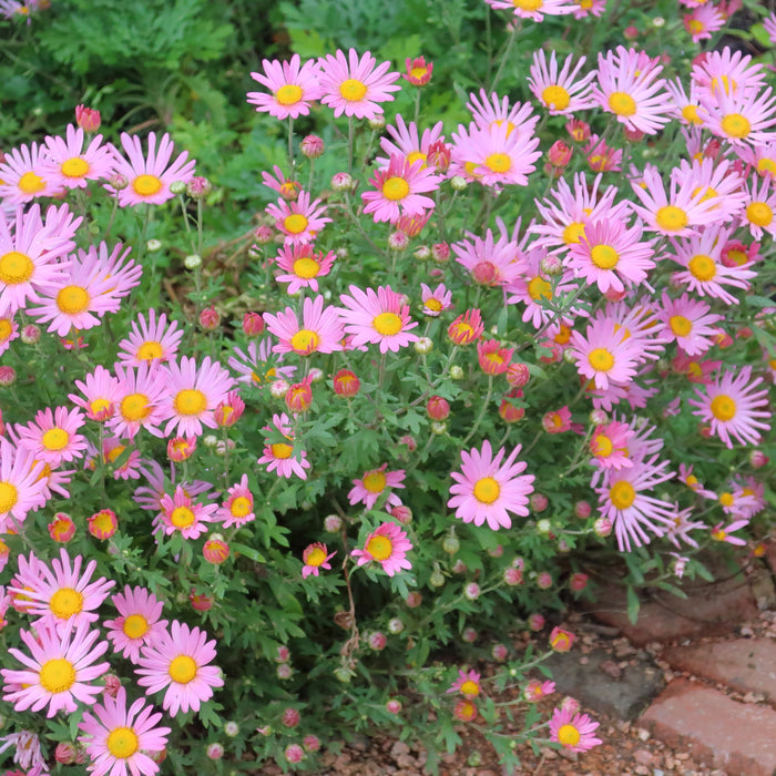 CHRYSANTHEMUM RUBELLUM - CLARA CURTIS