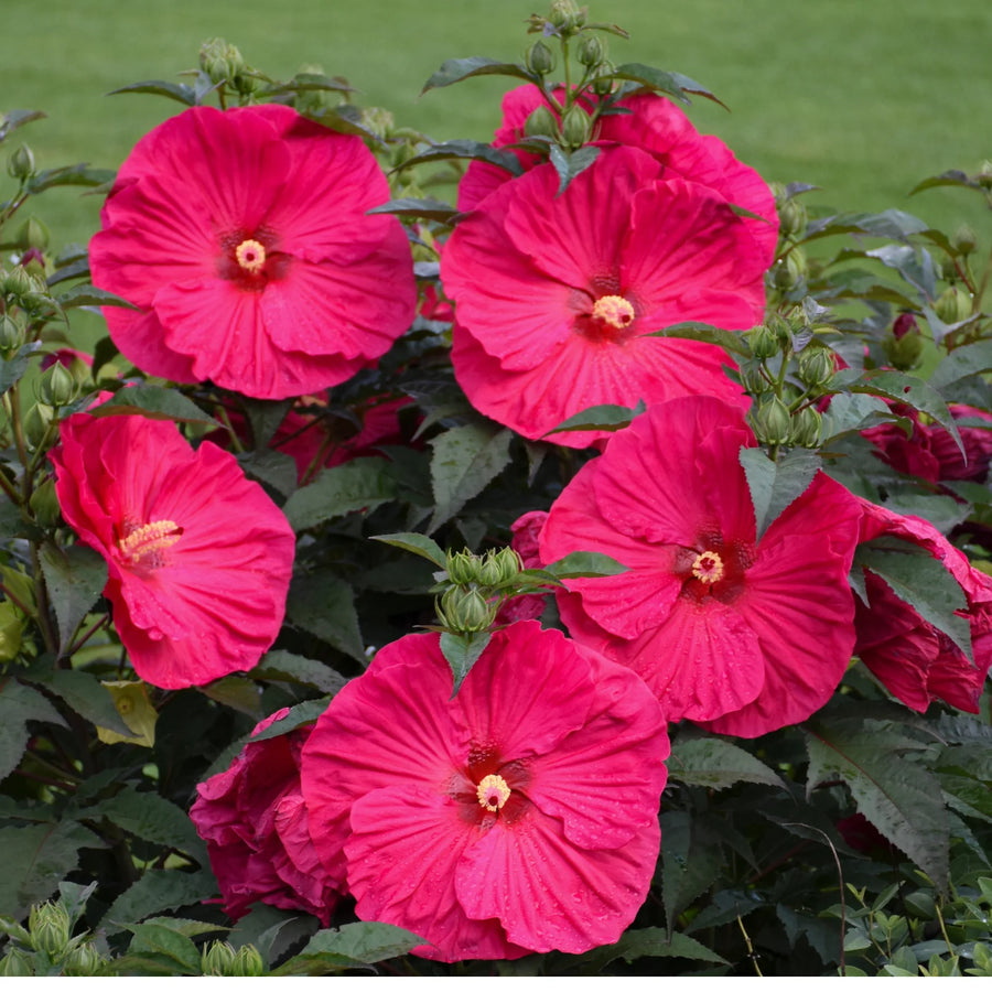 HIBISCUS - SUMMER IN PARADISE