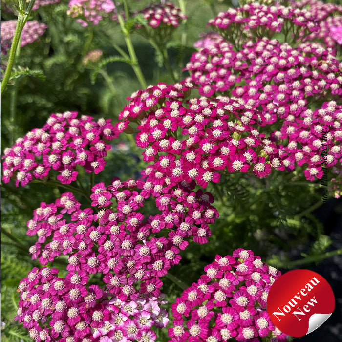 ACHILLEA - NEW VINTAGE VIOLET
