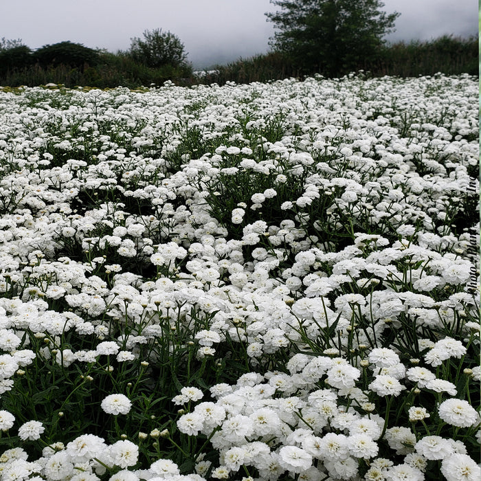 ACHILLEA - PETER COTTONTAIL
