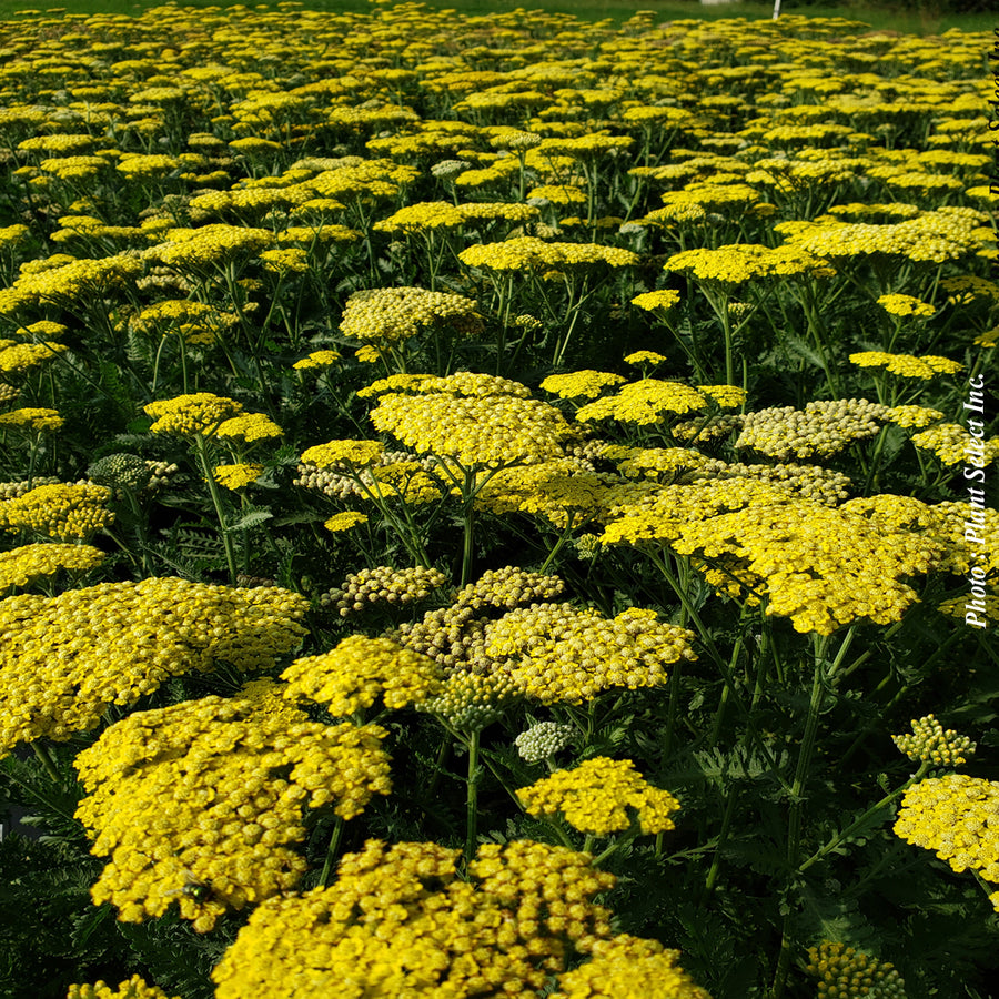 ACHILLEA - SASSY SUMMER LEMON