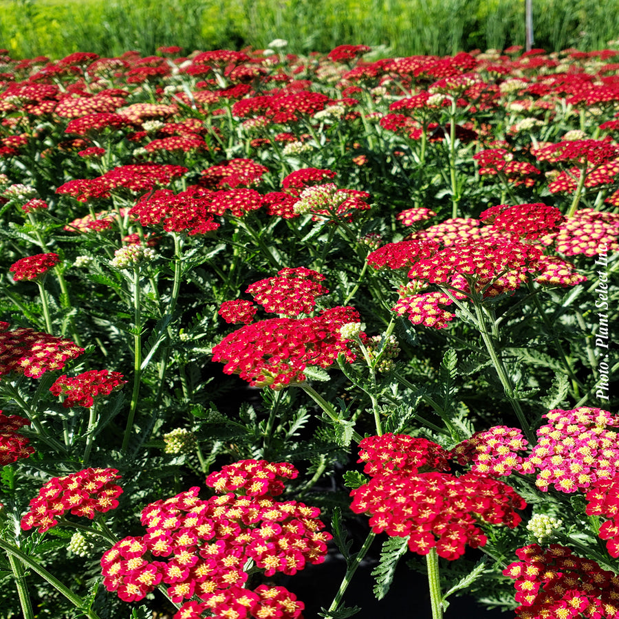 ACHILLEA - SASSY SUMMER SANGRIA