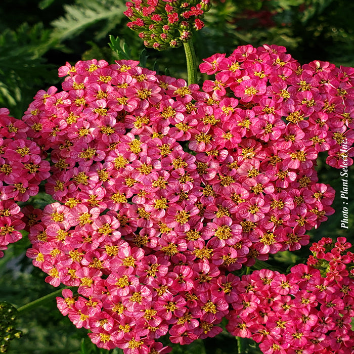 ACHILLEA - SASSY SUMMER TAFFY