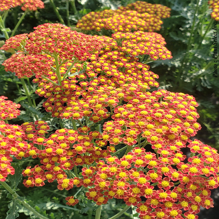 Achillea 'Sassy Summer Sunset' inflorescences jaunes et rouges/oranges évoquant un coucher de soleil estival.