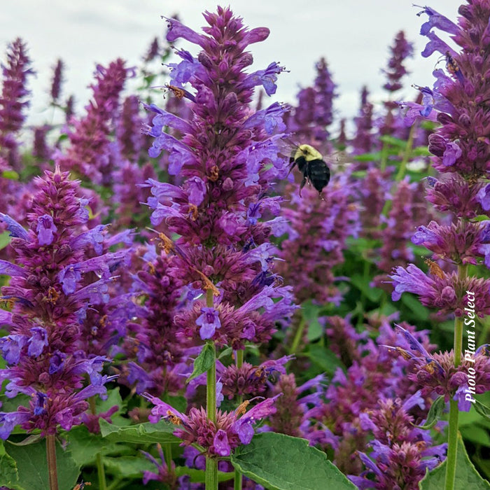 AGASTACHE - BLUE BOA