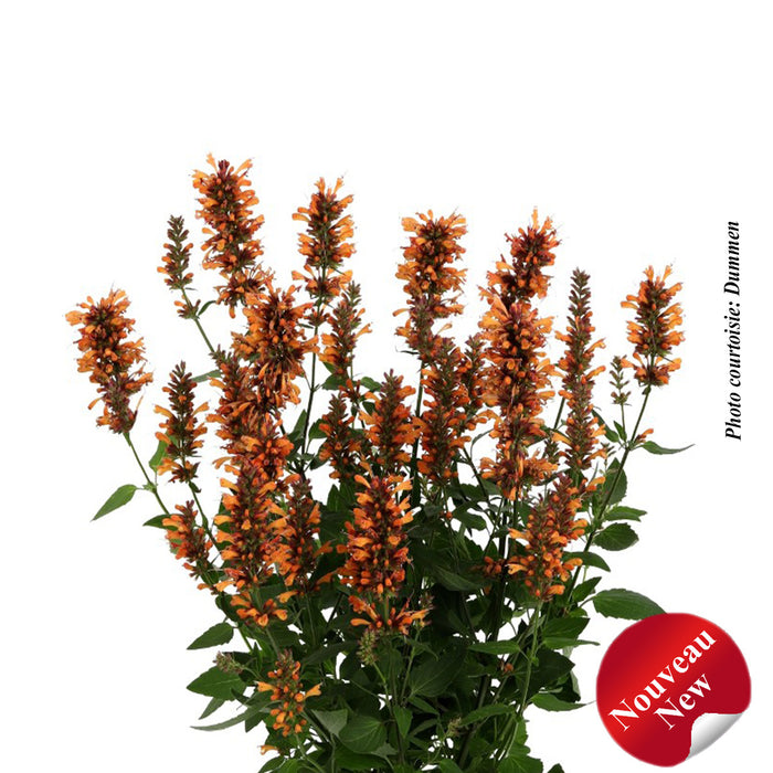 AGASTACHE - HONEYSTICKS EMBER