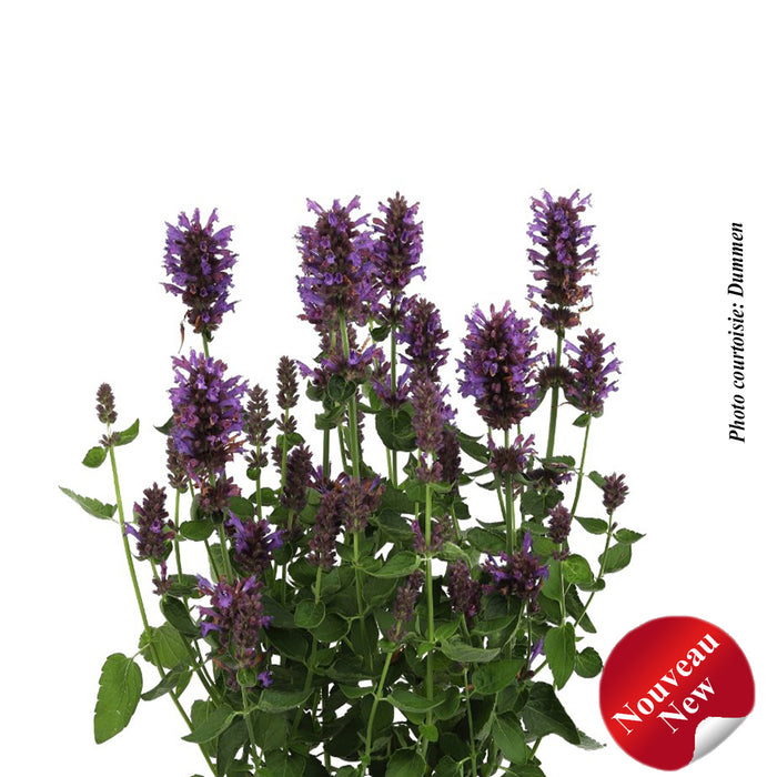 AGASTACHE - HONEYSTICKS PURPLE
