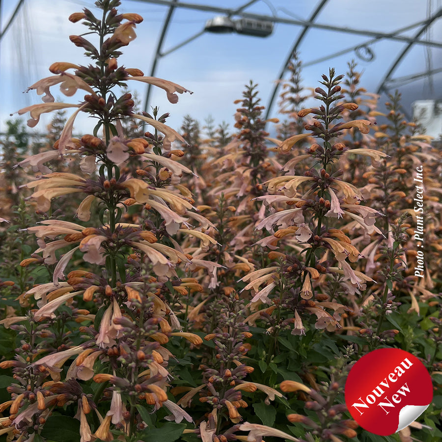 AGASTACHE HONEYSTICKS - SANDSTONE