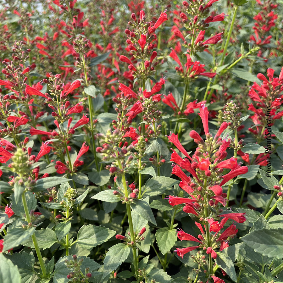 AGASTACHE  - KUDOS RED