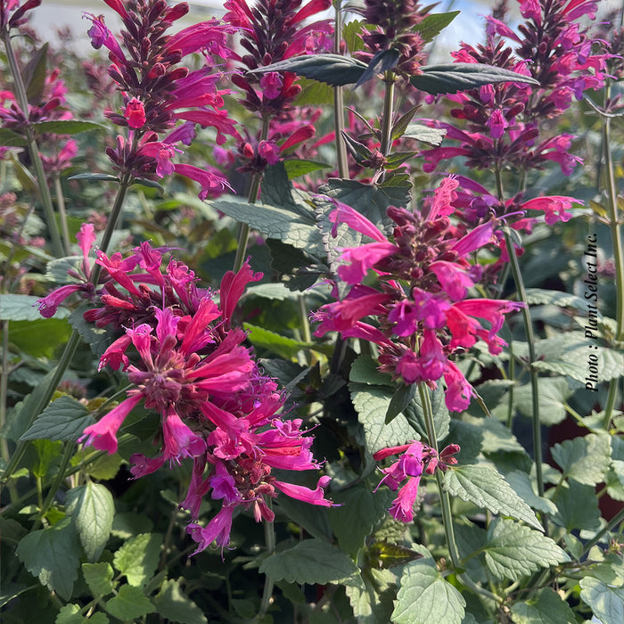 AGASTACHE - MORELLA