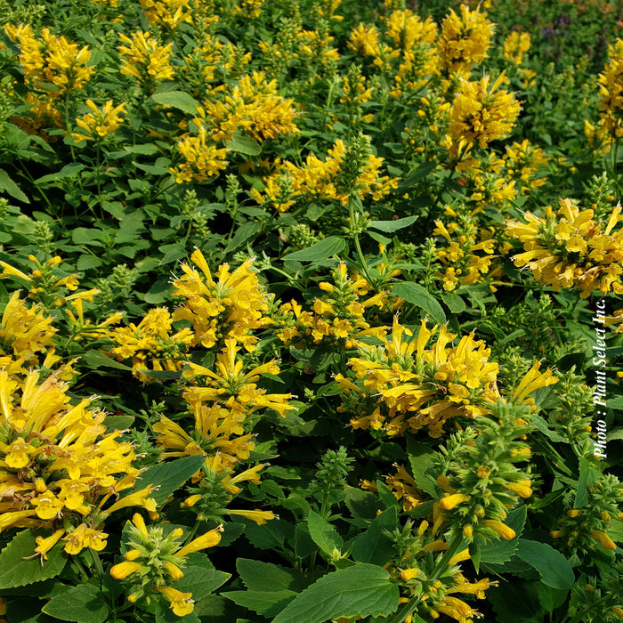 AGASTACHE POQUITO - BUTTER YELLOW