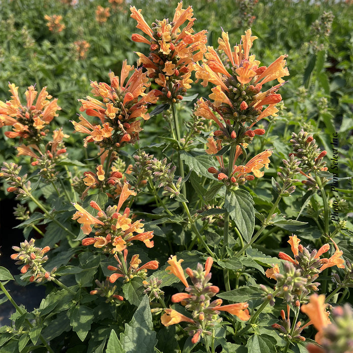 AGASTACHE POQUITO - ORANGE