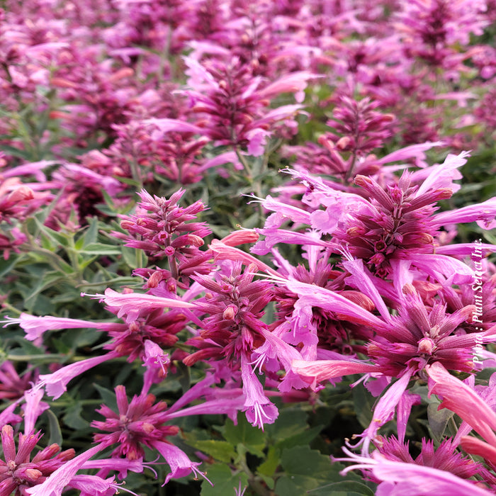 AGASTACHE - ROSIE POSIE
