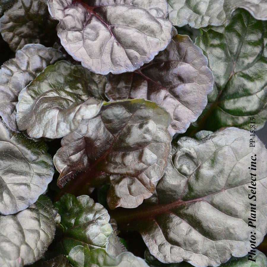 AJUGA REPTANS - BLACK SCALLOP