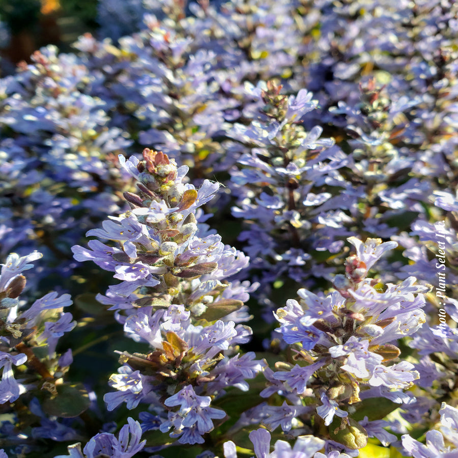 AJUGA X TENORII - CHOCOLATE CHIP