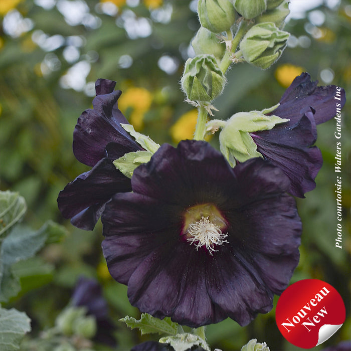 ALCEA SPOTLIGHT - BLACKNIGHT