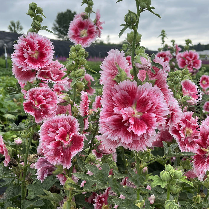 ALCEA ROSEA - FIESTA TIME