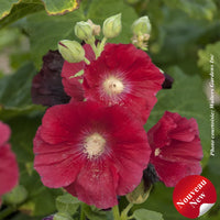 ALCEA ROSEA SPOTLIGHT - MARS MAGIC