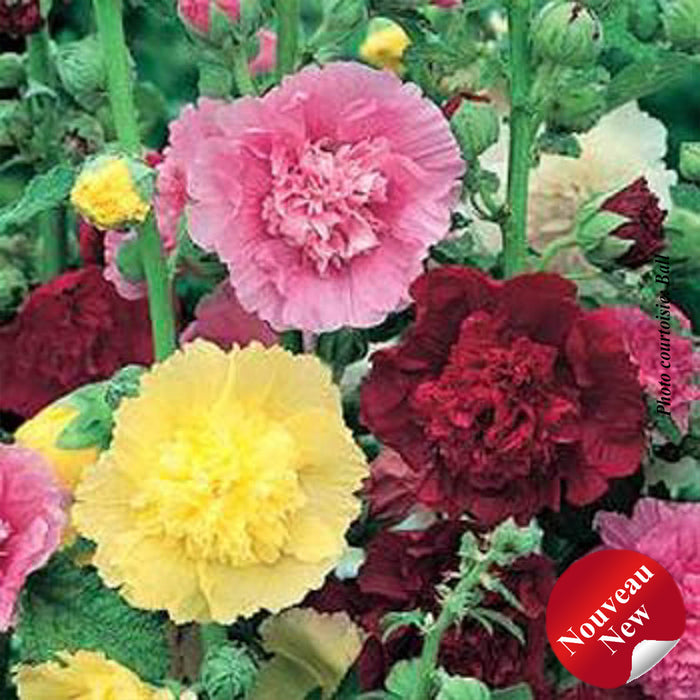 ALCEA ROSEA - SUMMER CARNIVAL