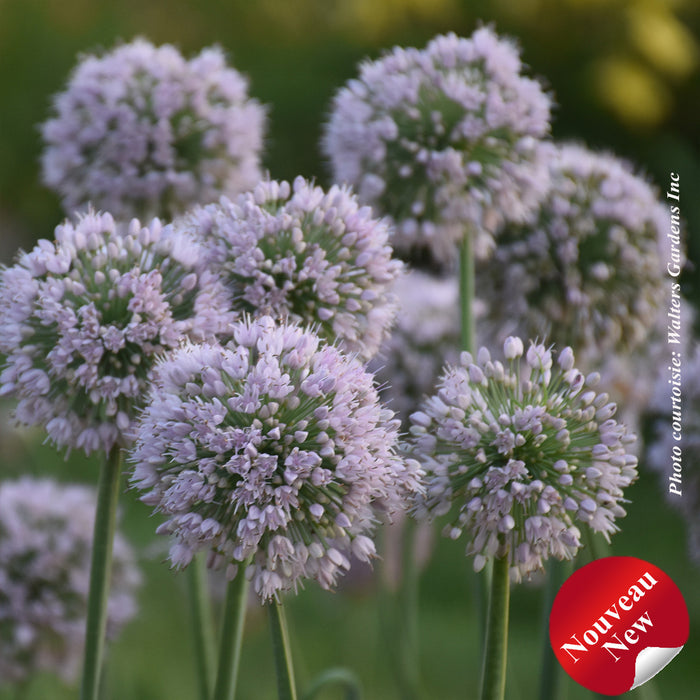 ALLIUM - BOBBLEHEAD