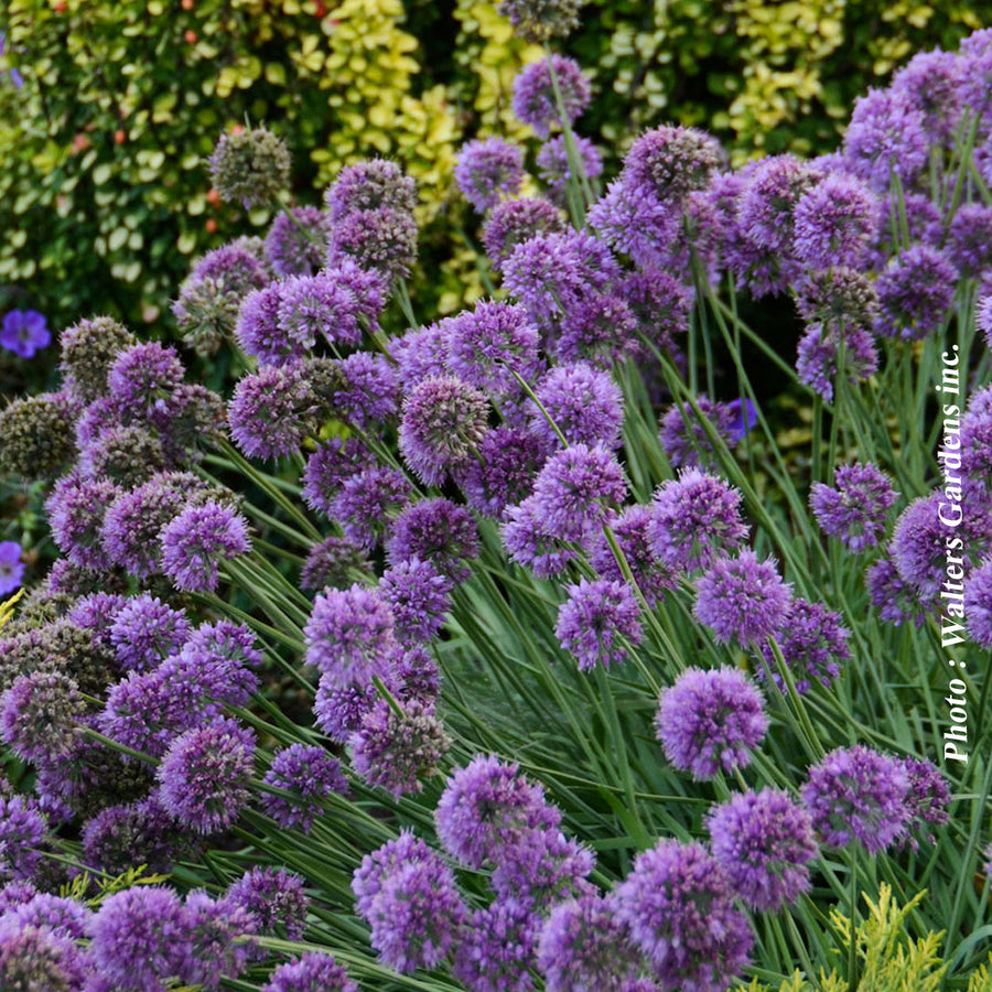 ALLIUM - MEDUSA