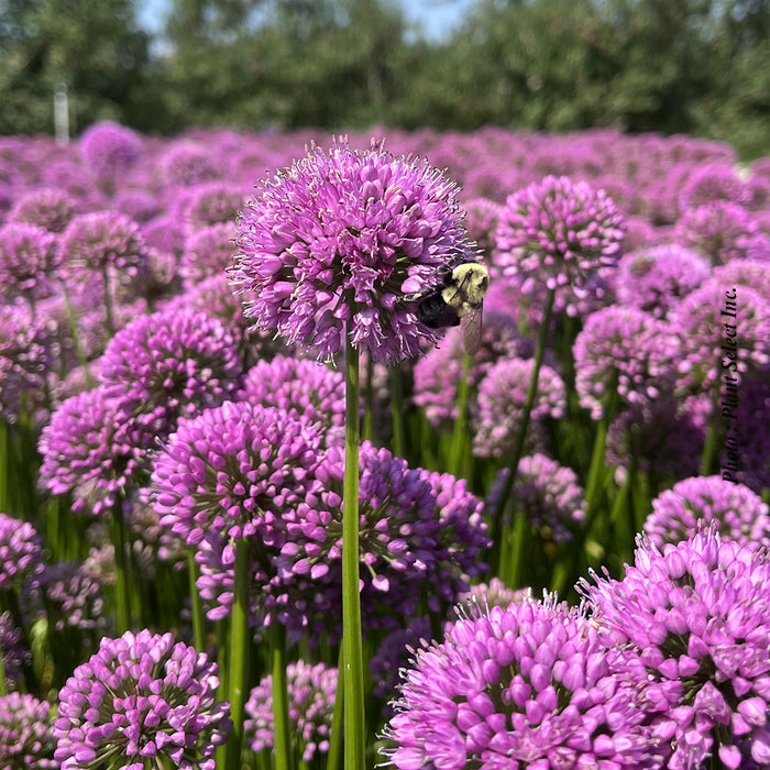ALLIUM - MILLENIUM
