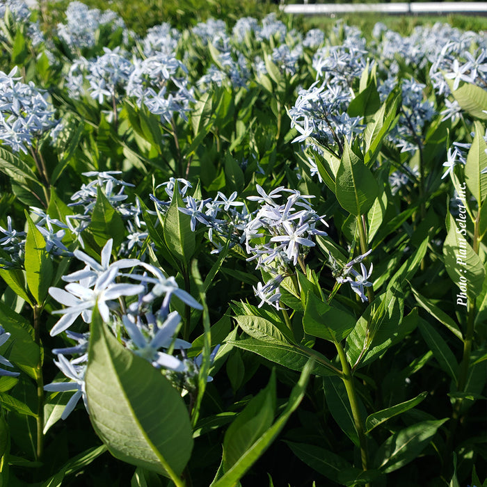AMSONIA -  STARSTRUCK