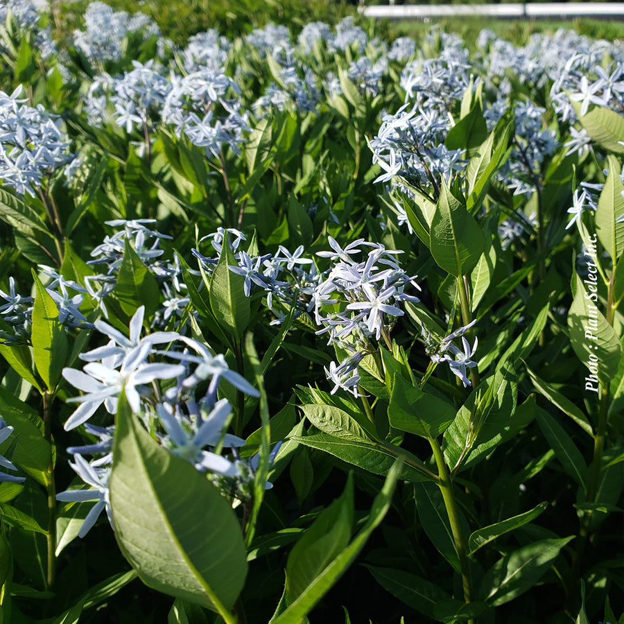 AMSONIA -  STARSTRUCK