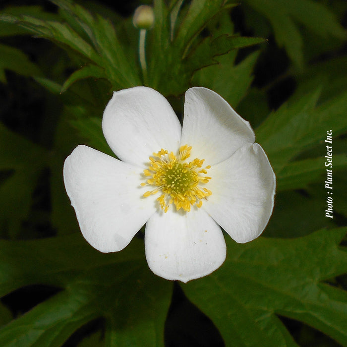 ANEMONE CANADENSIS