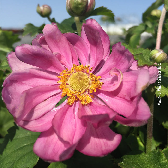 ANEMONE - CURTAIN CALL PINK
