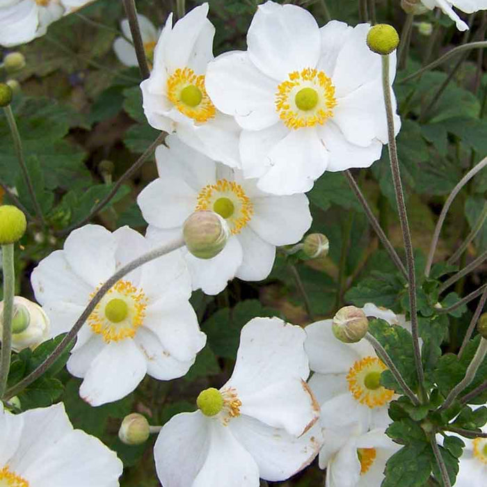 ANEMONE - HONORINE JOBERT