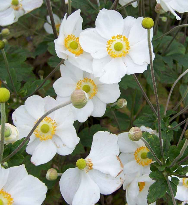 ANEMONE - HONORINE JOBERT