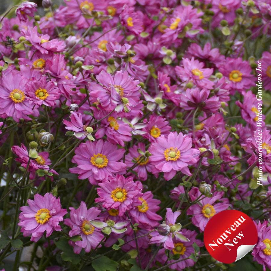 ANEMONE FALL IN LOVEA - SWEETLY