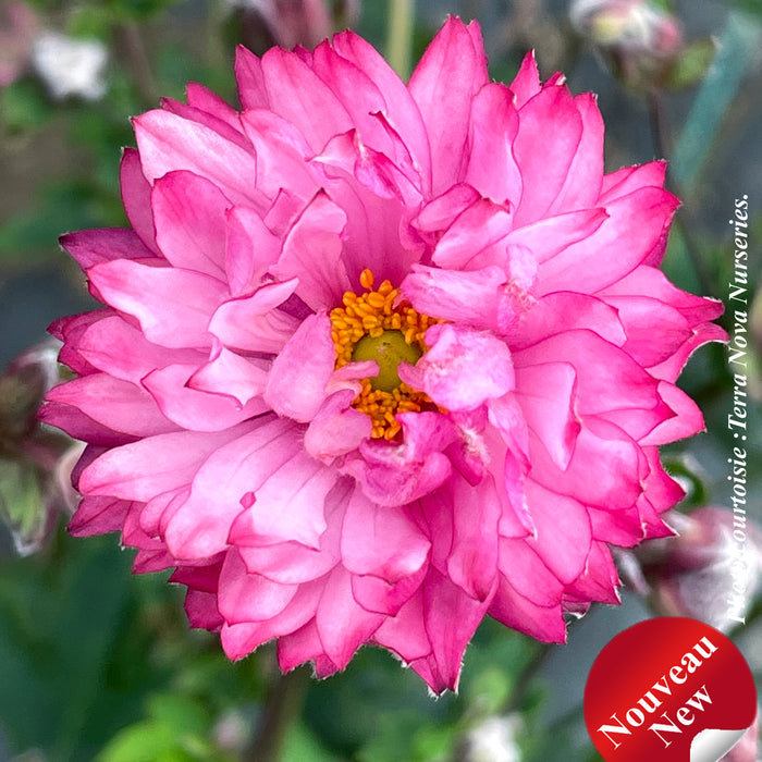 ANEMONE PUFF - PINK