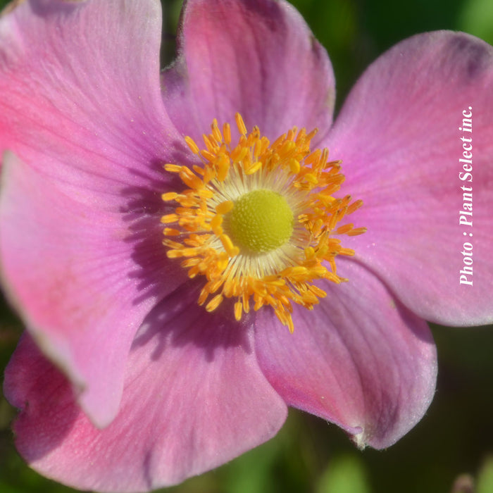 ANEMONE - SEPTEMBER CHARM