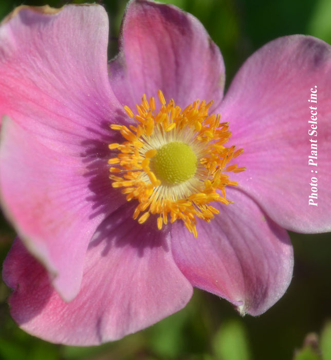 ANEMONE - SEPTEMBER CHARM