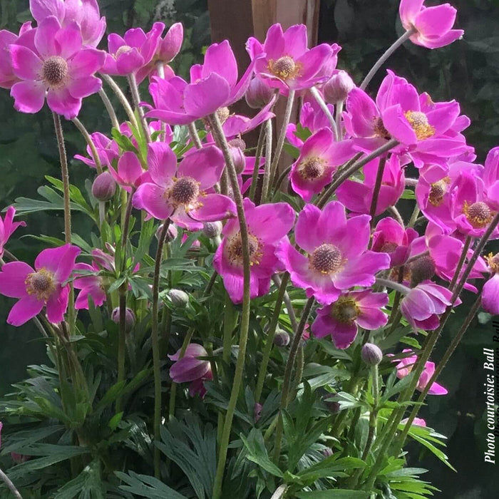 ANEMONE SPRING BEAUTY PINK