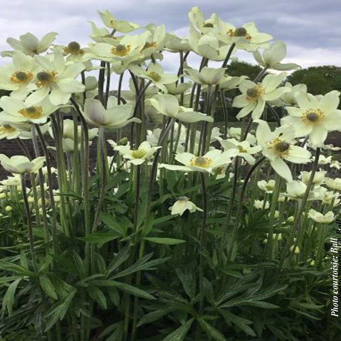 ANEMONE SPRING BEAUTY - WHITE